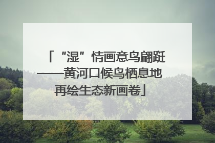 “湿”情画意鸟翩跹——黄河口候鸟栖息地再绘生态新画卷