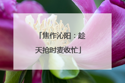 焦作沁阳：趁天抢时麦收忙