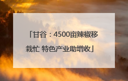 甘谷：4500亩辣椒移栽忙 特色产业助增收