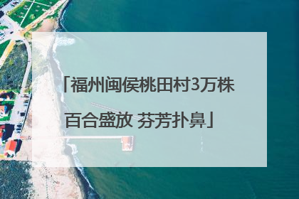 福州闽侯桃田村3万株百合盛放 芬芳扑鼻