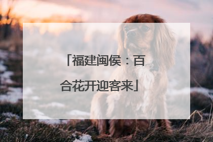 福建闽侯：百合花开迎客来