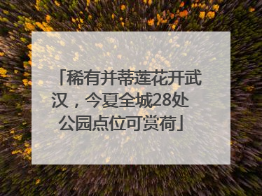 稀有并蒂莲花开武汉，今夏全城28处公园点位可赏荷