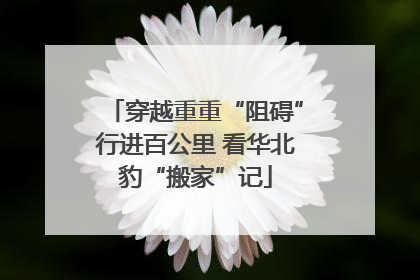 穿越重重“阻碍”行进百公里 看华北豹“搬家”记