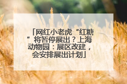 网红小老虎“红糖”将暂停展出？上海动物园：展区改建，会安排展出计划