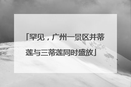 罕见，广州一景区并蒂莲与三蒂莲同时盛放