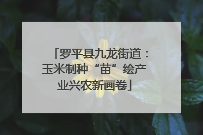 罗平县九龙街道：玉米制种“苗”绘产业兴农新画卷