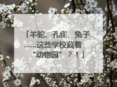 羊驼、孔雀、兔子……这些学校藏着 “动物园”？！