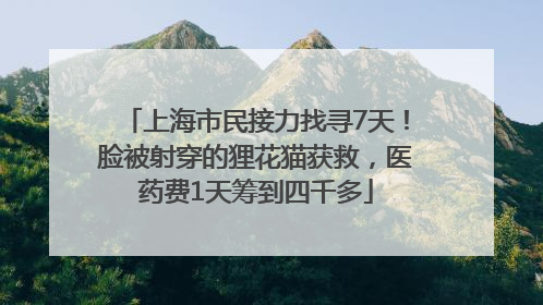 上海市民接力找寻7天！脸被射穿的狸花猫获救，医药费1天筹到四千多