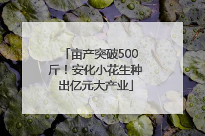 亩产突破500斤！安化小花生种出亿元大产业