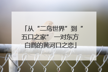 从“二鸟世界”到“五口之家” 一对东方白鹳的黄河口之恋
