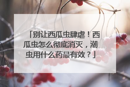 别让西瓜虫肆虐！西瓜虫怎么彻底消灭，潮虫用什么药最有效？