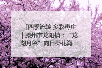 四季流转 多彩枣庄｜滕州市龙阳镇：“龙湖月色”向日葵花海 绘就乡村振兴新画卷