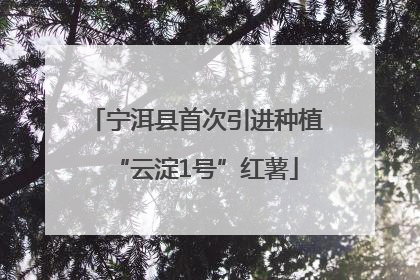 宁洱县首次引进种植“云淀1号”红薯