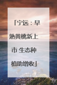 宁远：早熟黄桃新上市 生态种植助增收