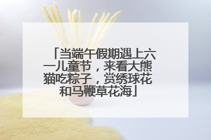 当端午假期遇上六一儿童节，来看大熊猫吃粽子，赏绣球花和马鞭草花海