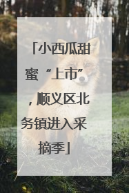 小西瓜甜蜜“上市”，顺义区北务镇进入采摘季