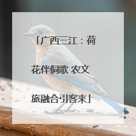 广西三江：荷花伴侗歌 农文旅融合引客来