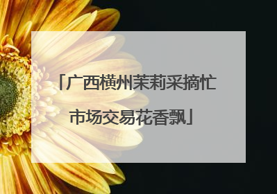 广西横州茉莉采摘忙 市场交易花香飘