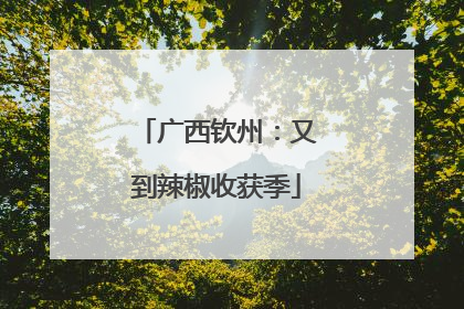 广西钦州：又到辣椒收获季