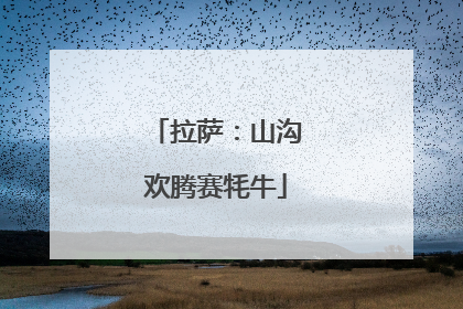 拉萨：山沟欢腾赛牦牛