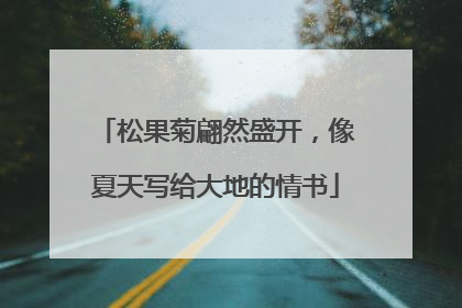 松果菊翩然盛开，像夏天写给大地的情书