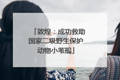 敦煌：成功救助国家二级野生保护动物小苇鳽