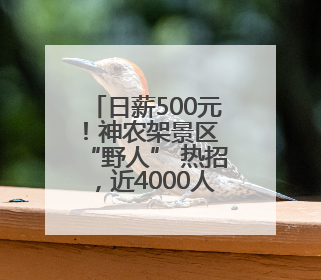 日薪500元！神农架景区 “野人” 热招，近4000人报名