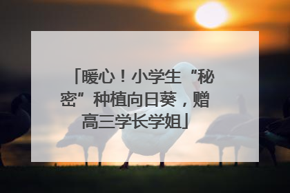 暖心！小学生“秘密”种植向日葵，赠高三学长学姐