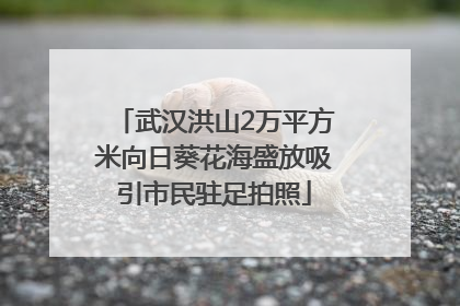 武汉洪山2万平方米向日葵花海盛放吸引市民驻足拍照