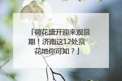 荷花盛开迎来观赏期！济南这12处赏花地你可知？