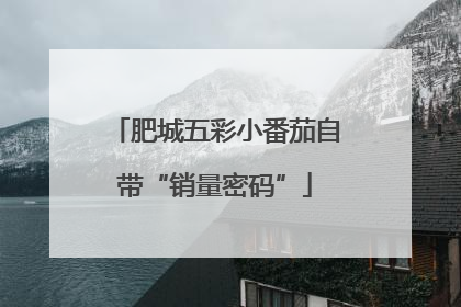 肥城五彩小番茄自带“销量密码”