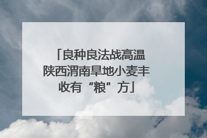 良种良法战高温 陕西渭南旱地小麦丰收有“粮”方