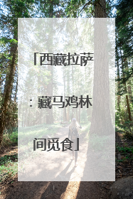 西藏拉萨：藏马鸡林间觅食