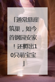 通常悬崖筑巢，如今首钢园安家！还孵出10只萌宝宝