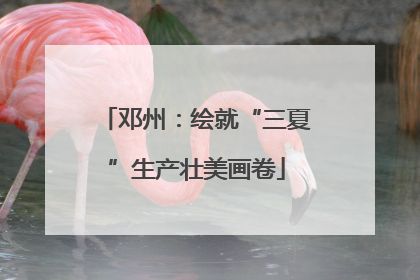 邓州：绘就“三夏”生产壮美画卷