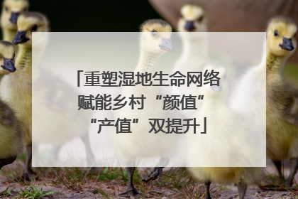重塑湿地生命网络 赋能乡村“颜值”“产值”双提升