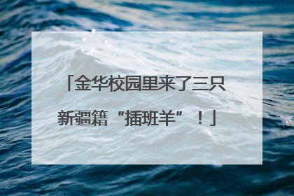 金华校园里来了三只新疆籍“插班羊”！