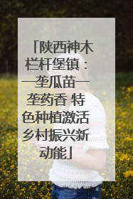陕西神木栏杆堡镇：一垄瓜苗一垄药香 特色种植激活乡村振兴新动能