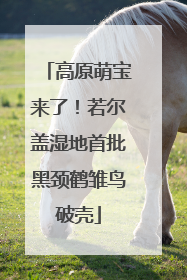 高原萌宝来了！若尔盖湿地首批黑颈鹤雏鸟破壳