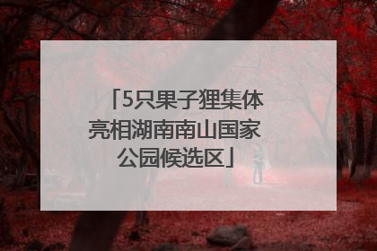 5只果子狸集体亮相湖南南山国家公园候选区
